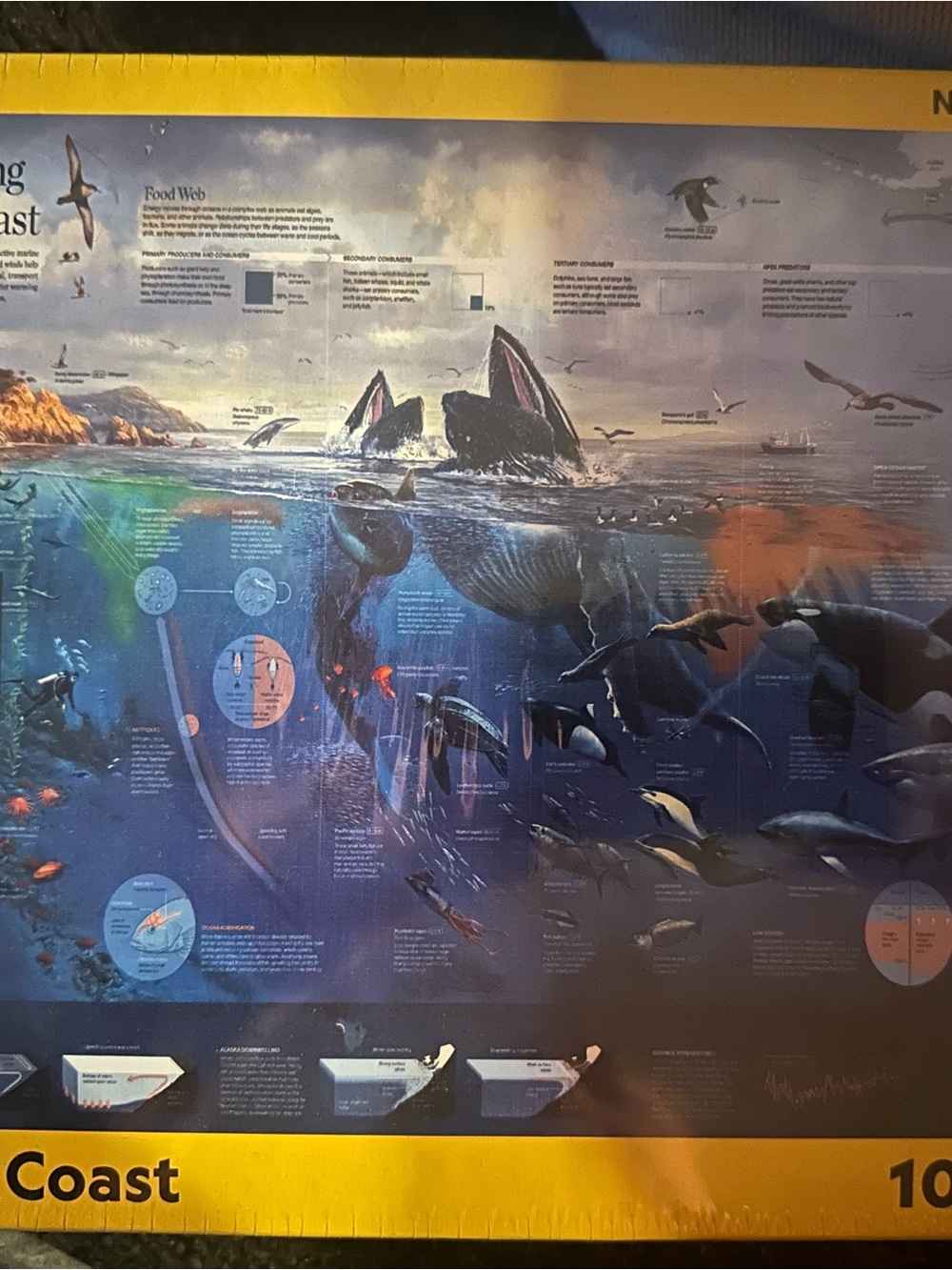 National Geographic Marine Life Coast Puzzle - 1000 pieces